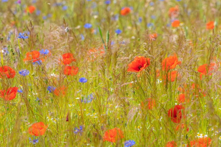 28 Yerseke Moer, wilde bloemen.jpg